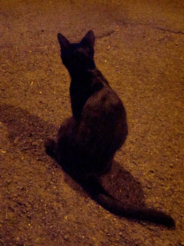 Une soirée entre chats à Boudes - Puy de Dôme