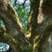 Chêne vénérable sur le causse de St Cirq-Lapopie