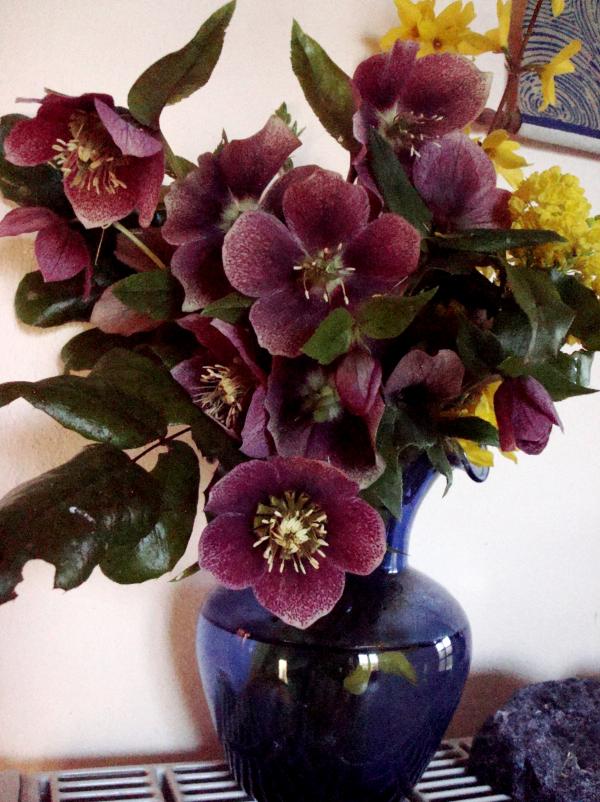 Bouquet d'hellébores noires