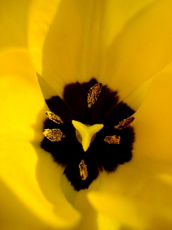 Tulipe jaune