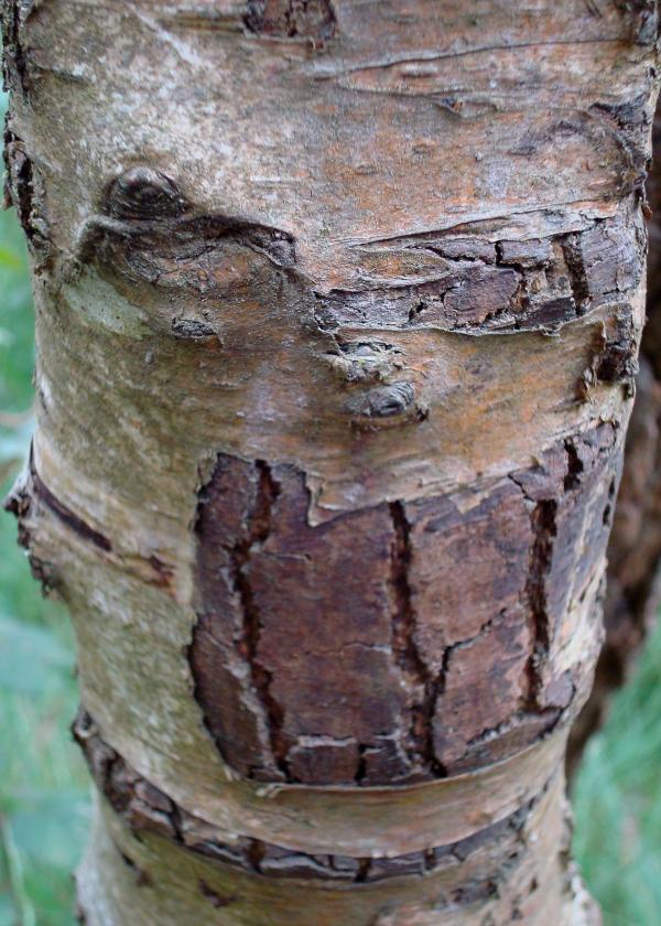 Arbre baillonné dans la forêt de Brocéliande