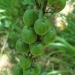 Asphodèle - fruits