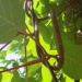 Actinidia - arbre à kiwis