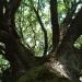Chêne vénérable sur le causse de St Cirq-Lapopie