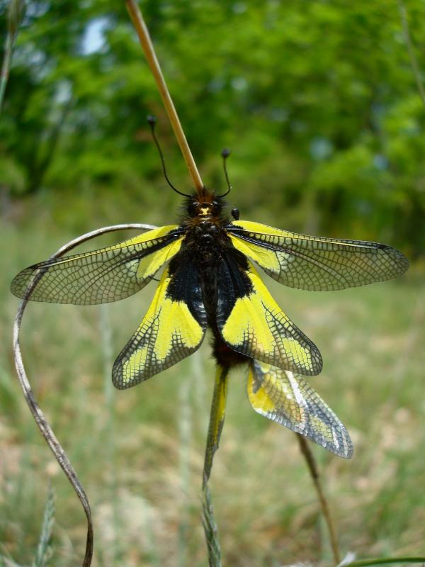 Ascalaphe soufré - Libelloides coccajus