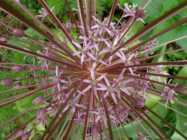 Allium Christophii ou Albopilosum
