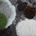 Tapis mousse et lichens