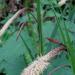 Laîche pendante - Carex pendula