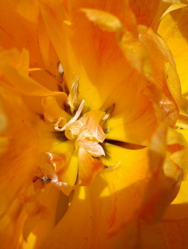 Au coeur de la lumière - tulipe