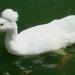Canard Pompon Blanc - Parc Animalier de Gramat