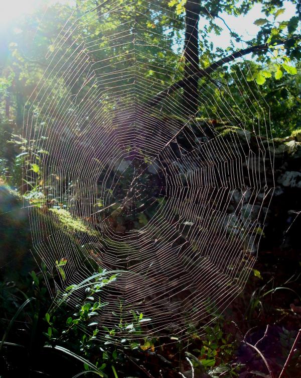 Into the web