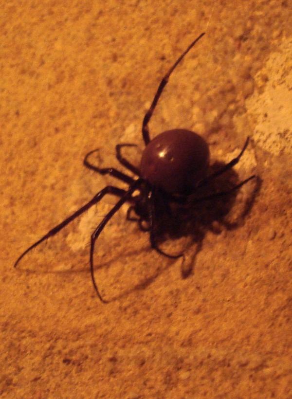 Araignée cavernicole Meta bourneti