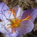 Crocus sativus à safran