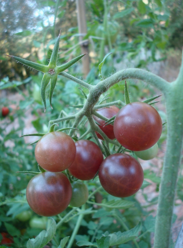 Tomates cerise Black Cherry