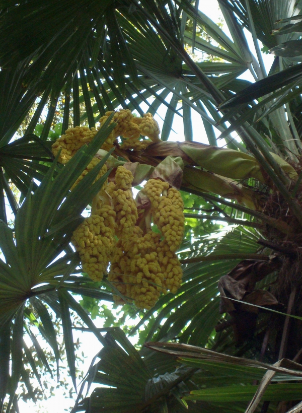 Fleurs de palmier dattier