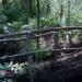 Petit pont de bois sur le ruisseau de Bonnefont