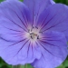 Géranium vivace à fleurs bleues