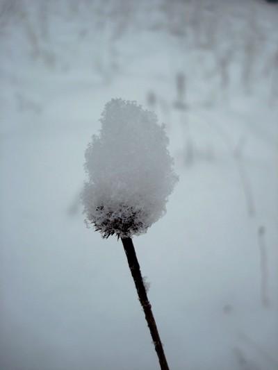 Fleur de neige