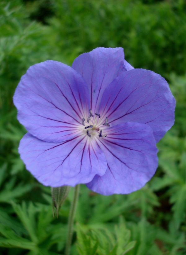 Géranium vivace à fleurs bleues