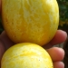Splendides concombres lemon