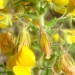 Bugrane jaune, Bugrane gluante, Bugrane fétide, connue aussi sous le nom de coqsigrue