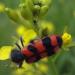 Clairon des abeilles  - Trichodes apiarius -