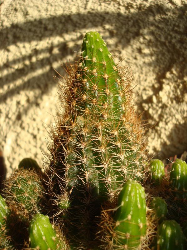 Dans la famille cactus...