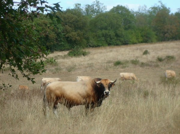 Vaches près de Lugagnac