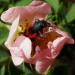 Clairon des abeilles