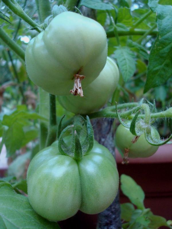 Tomates en préparation