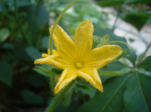 Fleur de concombre lemon