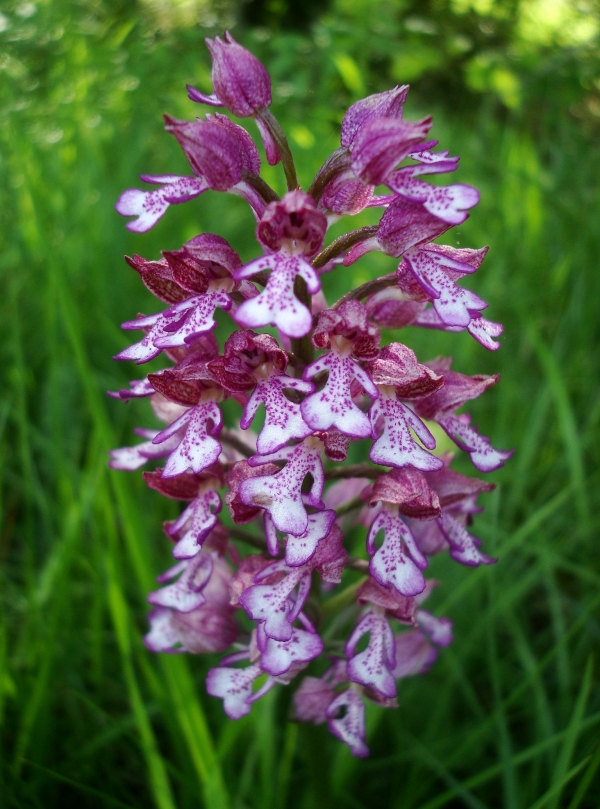 Orchis militaris hybride purpurea