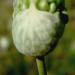 Fleur de liliacée sauvage