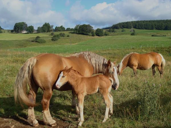 Auvergne - Chevaux