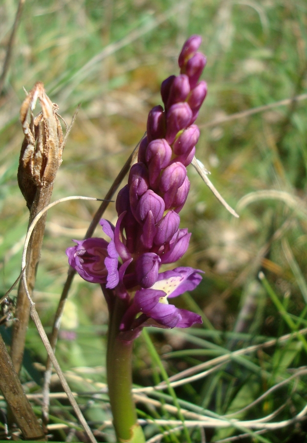 Orchis mâle