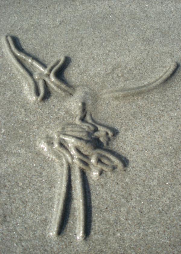 Art des vers de sable