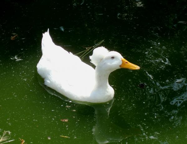 Canard Pompon Blanc - Parc Animalier de Gramat