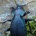 Carabe des forêts - Carabus problematicus