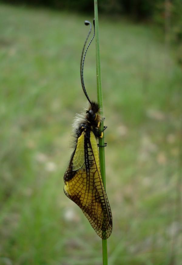 Ascalaphe soufré - Libelloides coccajus
