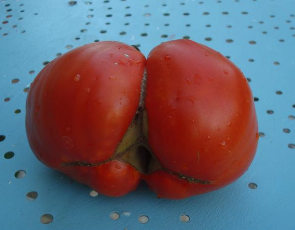 Torride tomate