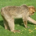 Macaque de Barbarie - Rocamadour