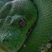Python vert arboricole